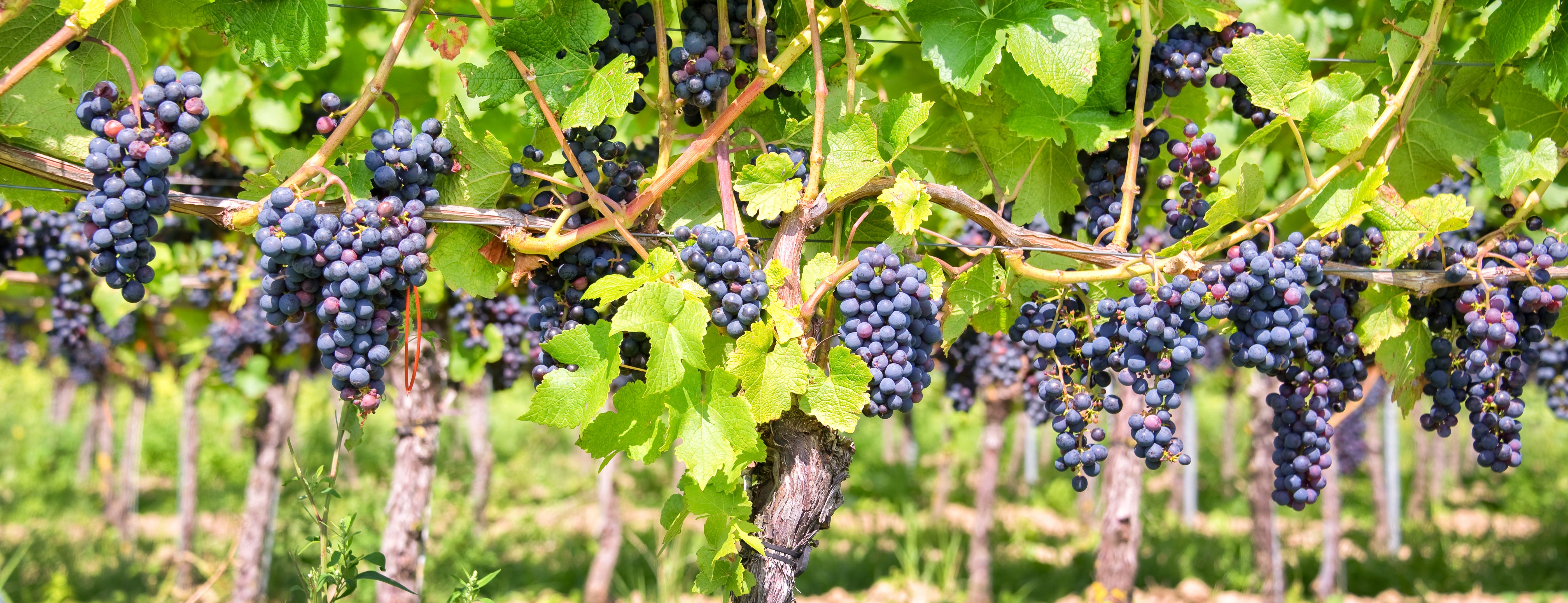 Learn How Grapes Grow: Bloom, Veraison, and Ripening